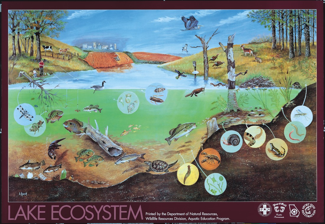 terrestrial ecosystems for kids